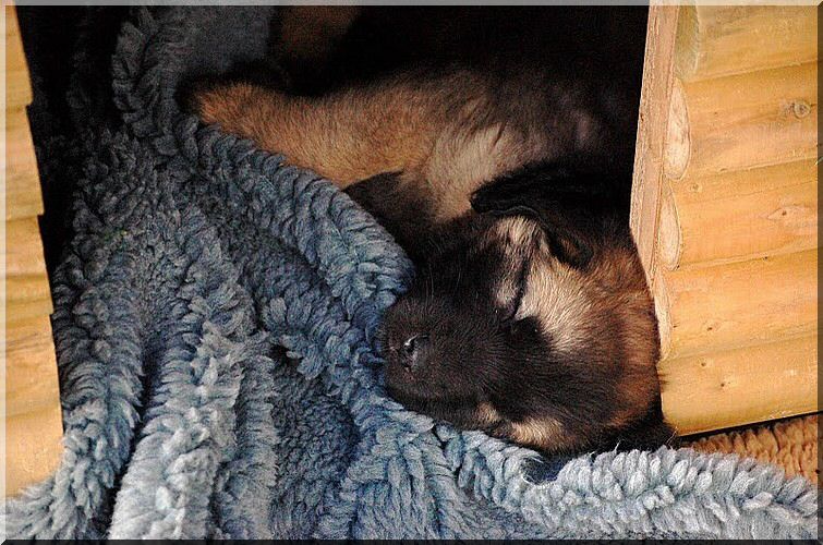 leonberger 049.jpg